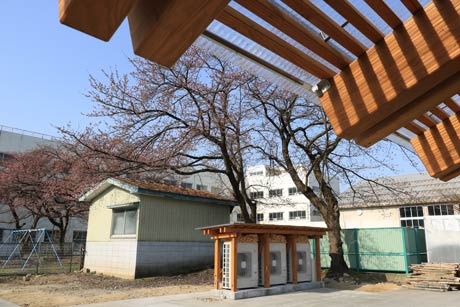  遠目には咲いているように見えないが倉庫脇のサクラが咲き始めた