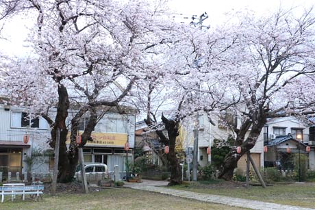 前日の咲き始めから一気に五分咲きに進んだ金山神社のソメイヨシノ