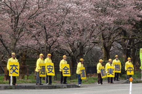 咲き始めたサクラの下で交通安全を呼びかけるボードを表示