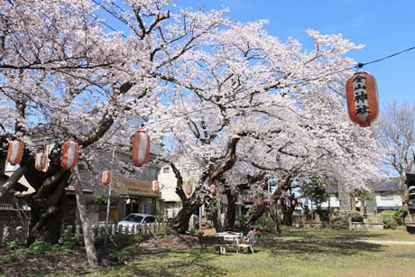 燕市・金山神社のサクラはすでに満開