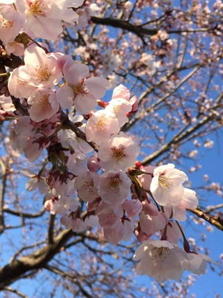 【サリーちゃん】さん。5日午後5時ころ分水地区のあけぼの公園で撮影。「空の青と桜がキレイでした。1枚は逆光で撮ってみました。お気に入りの写真です。