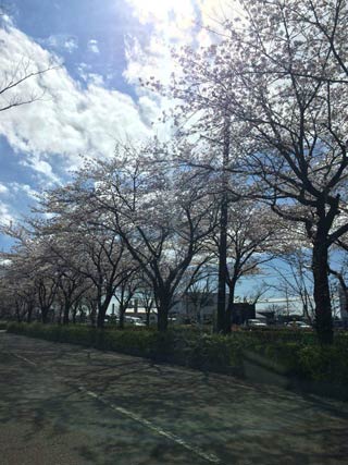 【向日葵】さんが5日、撮影。「今日の地場産近くの桜並木（ゼビオの通り）です。」