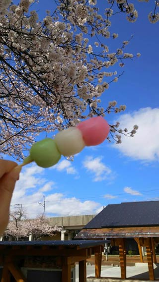 【長谷川恵子】さんが5日、撮影。「初めまして。今日の 三条市 ステージえんがわの桜です。」