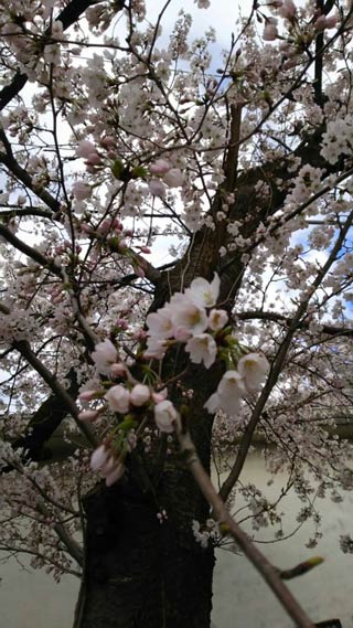 【長谷川恵子】さんが5日、撮影。「初めまして。今日の 三条市 ステージえんがわの桜です。」