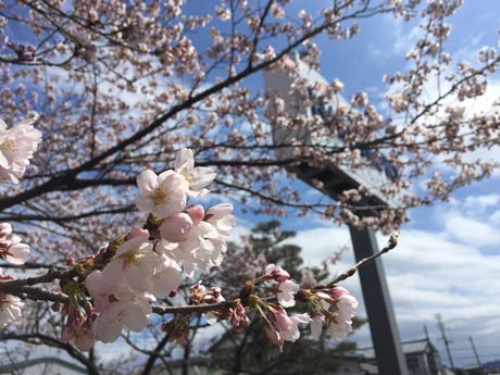 【サリーちゃん】さん。5日午後5時ころ分水地区のあけぼの公園で撮影。「空の青と桜がキレイでした。1枚は逆光で撮ってみました。お気に入りの写真です。