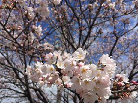 【サリーちゃん】さん。5日午後5時ころ分水地区のあけぼの公園で撮影。「空の青と桜がキレイでした。1枚は逆光で撮ってみました。お気に入りの写真です。