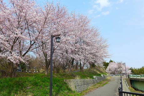  「弥彦村矢作の大鳥居から岩室方面に向かう坂道のとこ」