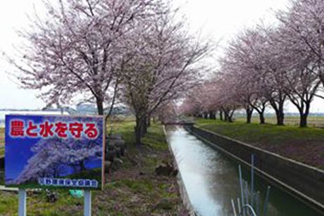  「弥彦村平野（ひら）。吉田消防署のちょい先からよく見えるきれいな桜並木はここです」