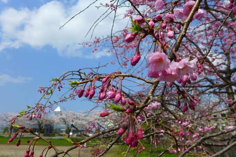  「ビジョンよしだのとこのゲートボール場のとこ。しだれ桜と普通の桜と木蓮がありますよ」