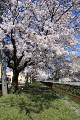 原信四日町店の桜も見事に咲きました。」