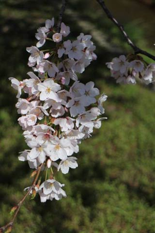 原信四日町店の桜も見事に咲きました。」