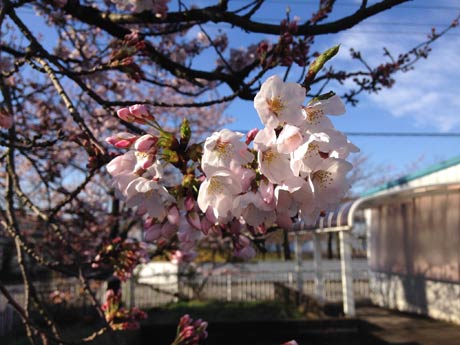 燕市法花堂の創明工芸の敷地にある桜です。現在7分咲きでしょうか。向かいの亀倉精機さんの桜と合わせて毎年此処は桜並木になります。