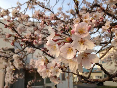 燕市法花堂の創明工芸の敷地にある桜です。現在7分咲きでしょうか。向かいの亀倉精機さんの桜と合わせて毎年此処は桜並木になります。