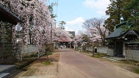 けろけーろさんが6日午後0時半から1時ころまで三条市の本成寺と金子新田工業団地で撮影。