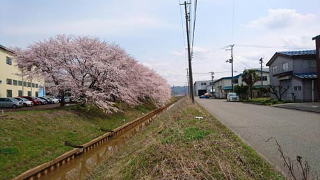 けろけーろさんが6日午後0時半から1時ころまで三条市の本成寺と金子新田工業団地で撮影。