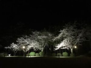 【投稿写真】県央地域のサクラ2
