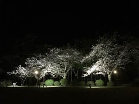 倉又清彦さんが6日夜、弥彦公園で撮影。