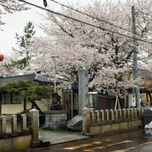 【投稿写真】県央地域でサクラ咲く