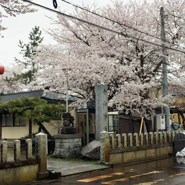 本日お昼すぎ雨降る中満開と噂の金山神社で撮りました！