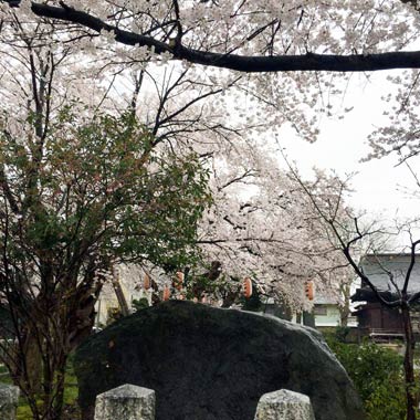 本日お昼すぎ雨降る中満開と噂の金山神社で撮りました！