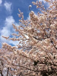 【投稿写真】県央地域のサクラ