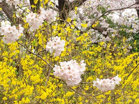弥彦村荻野地内のサクラ