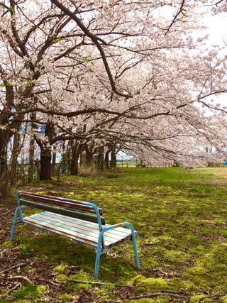 弥彦村荻野地内のサクラ