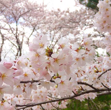 弥彦村荻野地内のサクラ