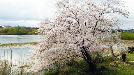 燕市八王寺、魚ずみさん川岸