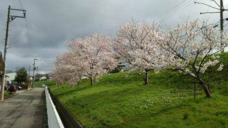 燕市八王寺、魚ずみさん川岸