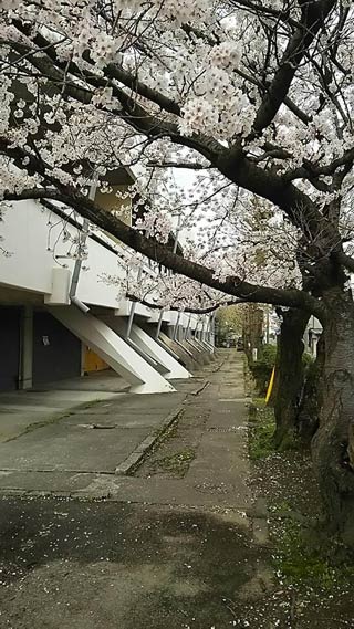 燕市八王寺、魚ずみさん川岸