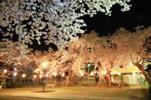 9日の県央地域は花見日和、10日は花見サンデーか