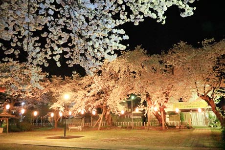  燕市・金山神社の夜桜
