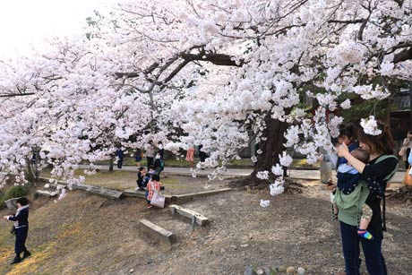 花見客でにぎわう弥彦公園