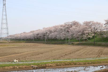 大河津分水もほぼ満開に