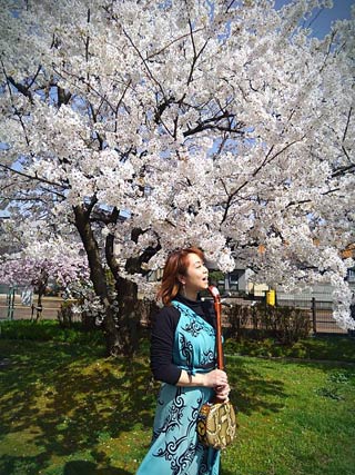きよ里さんが9日午後に三条市で撮影。西裏館いきいきクラブさまのお花見会へお伺いした際に撮影していただきました。みのり幼稚園前の「裏館コミュニティセンター」公園の桜は、ちょうど大人の目の高さに花があります。枝垂れ桜も実に見頃でした。