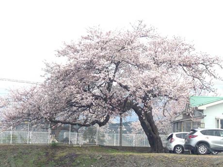 さくらもちさんが8日、三条市栄地区で撮影しました。「午後3時ころ、JR東光寺駅の下り線側から撮った桜です。曇り空なのが残念だったけど、綺麗に咲いていました。」