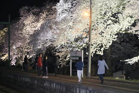 記念写真を撮る花見客