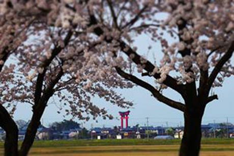  弥彦村ひらのの用水路から大鳥居が見えました