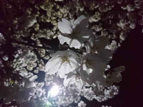 「沫雪（あわゆき）の中にたちたる三千大千世界（みちあふち）　またその中に沫雪ぞ降る（良寛）。家族で近所の公園で夜桜見学に行って来ました。満開の桜は淡雪のようで、見とれながら一枚撮ってみました」
