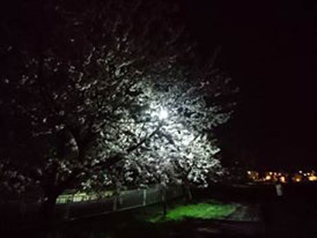 「沫雪（あわゆき）の中にたちたる三千大千世界（みちあふち）　またその中に沫雪ぞ降る（良寛）。家族で近所の公園で夜桜見学に行って来ました。満開の桜は淡雪のようで、見とれながら一枚撮ってみました」