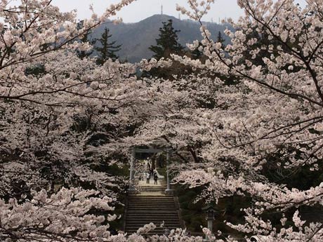 熊木俊耶さんが10日、弥彦神社で撮影。「本日、弥彦神社も満開でした。満開の桜越しの弥彦山は、新潟の春という感じで最高にきれいでした。」
