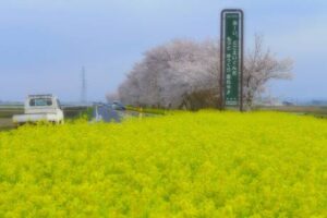 【投稿写真】県央地域のサクラ