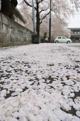  三条鍛冶道場の駐車場は隣りの三条小学校体育館沿いに並ぶサクラが花びらを落としてアスファルトを薄ピンク色に染めていました