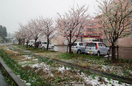  満開のサクラの足元を雪化粧
