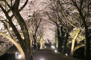 まるでサクラの花の回廊