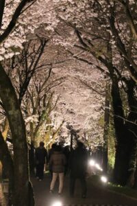 湯田上カントリークラブの夜桜観賞はサクラの花の回廊