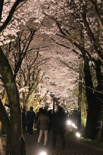 「湯田上カントリークラブ」で始まったサクラ並木のライトアップで夜桜観賞