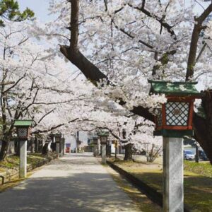 【投稿写真】県央地域のサクラ
