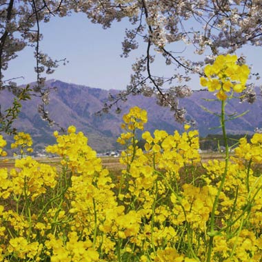 大鳥居近くの道路。菜の花と桜と弥彦山と青空。これは贅沢過ぎます。昨日の弥彦山の雪をバックで撮るべきでした。